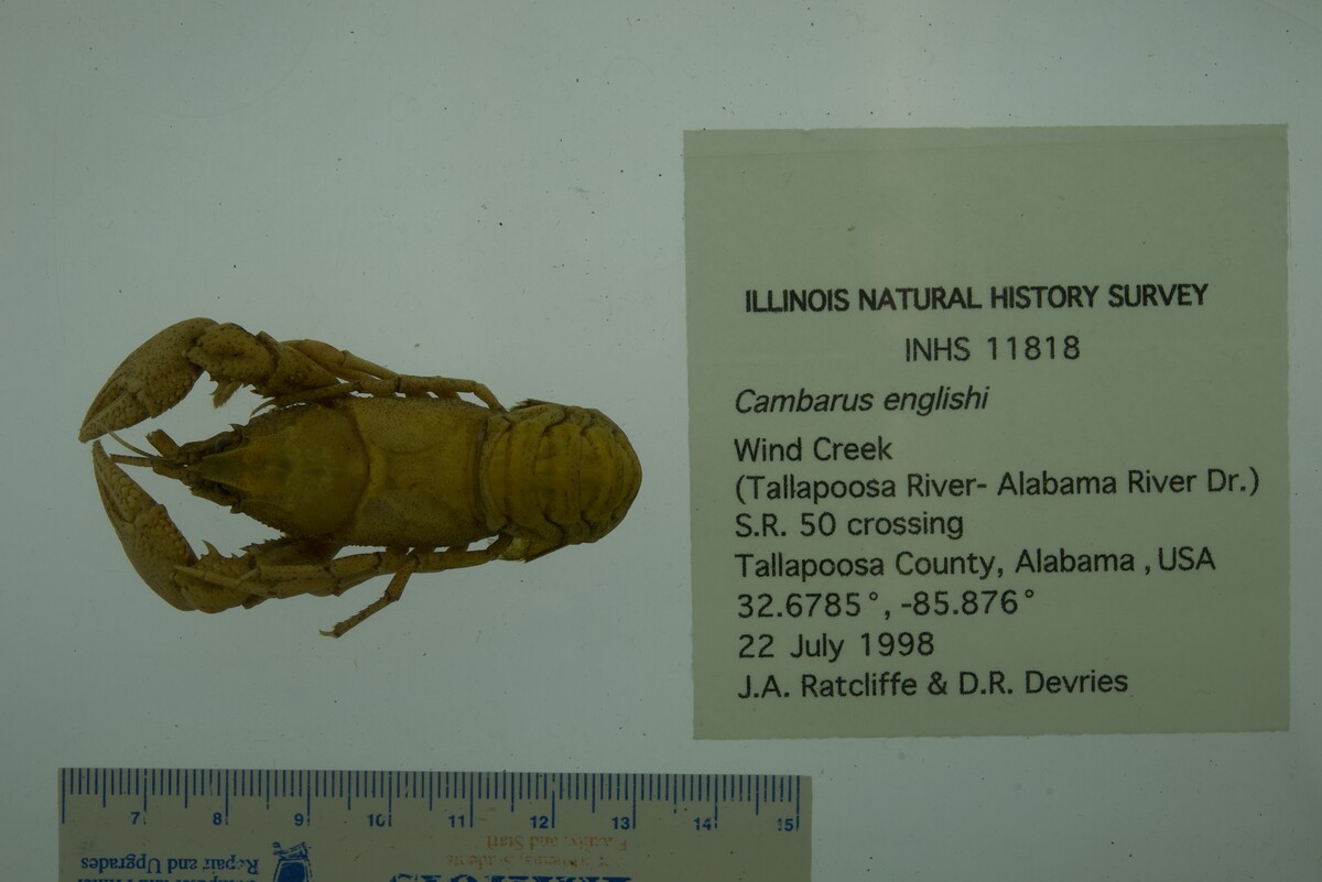 Cambarus englishi image